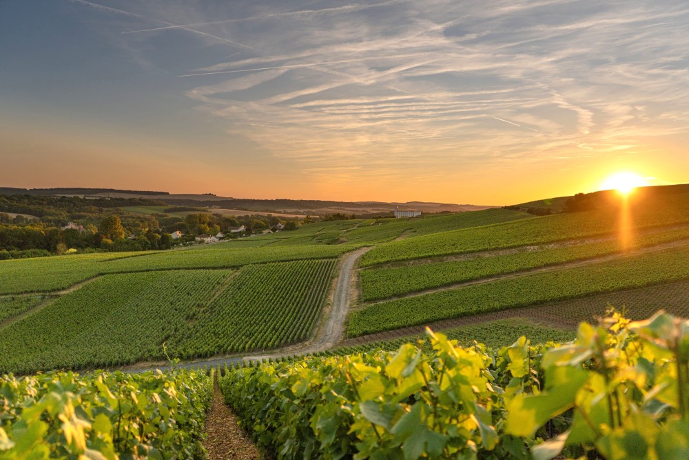 Montagne de Reims, sur les routes de l'excellence