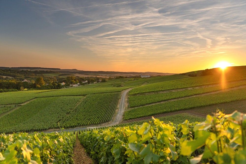 Montagne de Reims: On the Road to Excellence